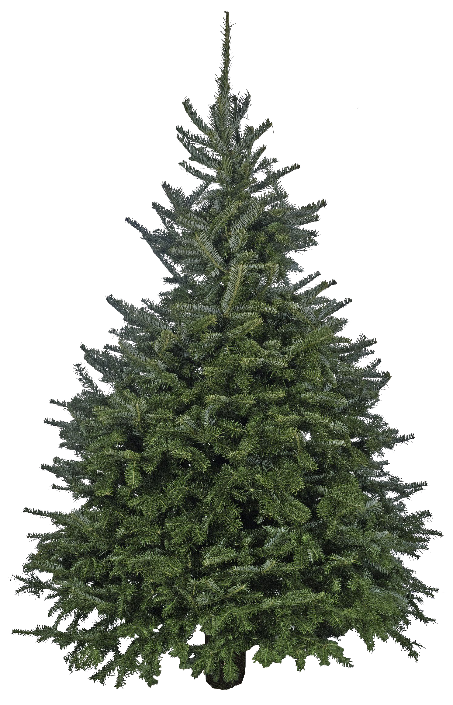 types of christmas trees 4 foot cut fraser fir christmas tree real guide types of trees for sale types of christmas trees 4 foot cut fraser fir christmas tree real guide types of trees for sale